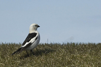 Plectrophenax nivalis